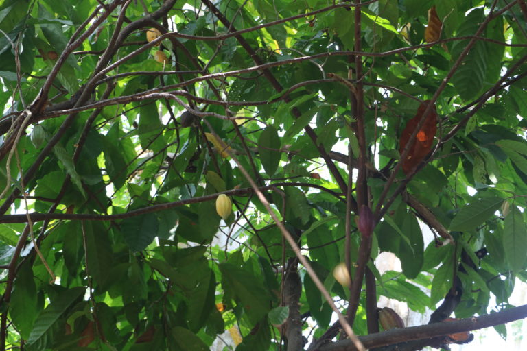 La voûte des arbres où apparaissent des cabosses de cacao