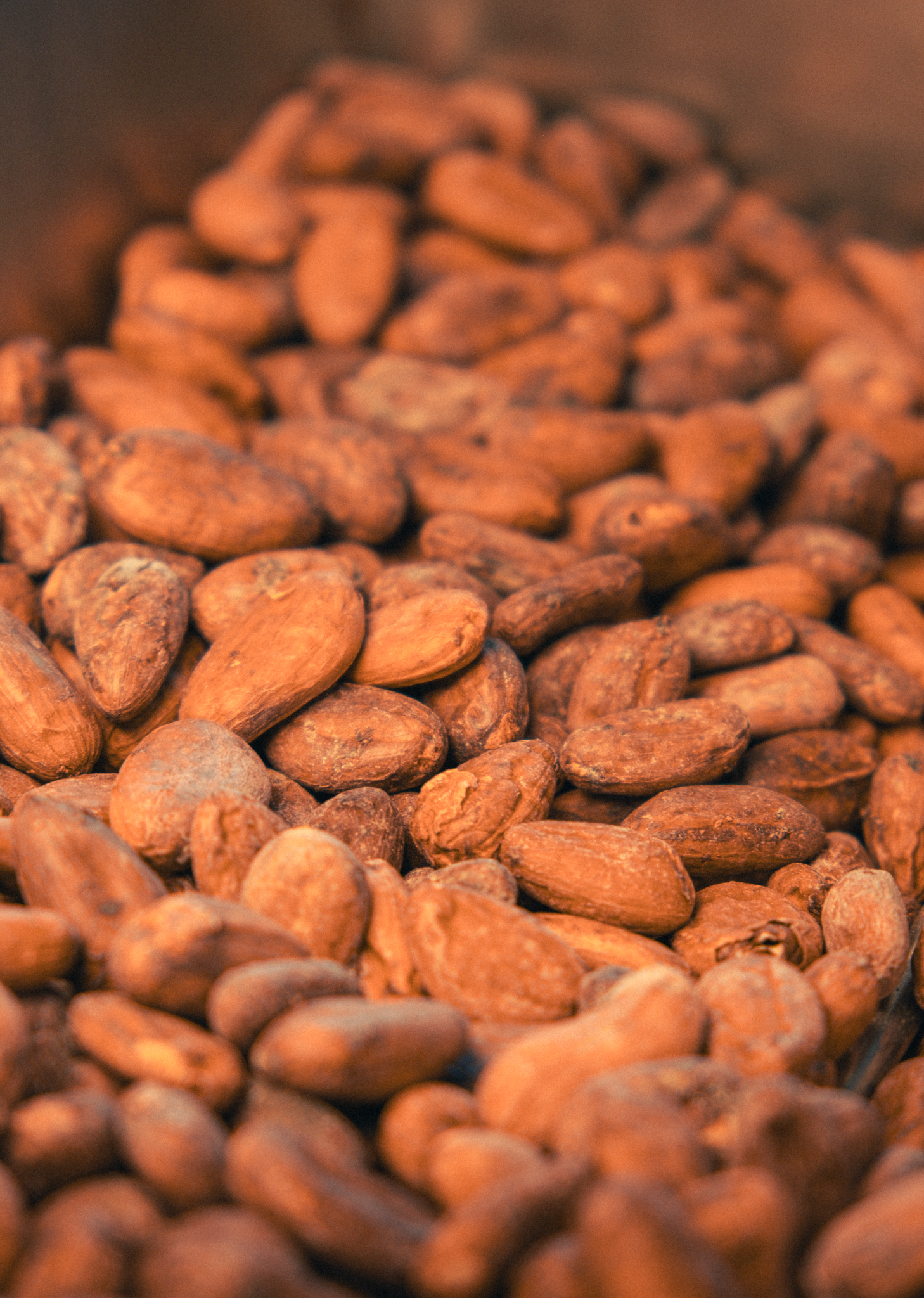 Fèves de cacao torréfiées