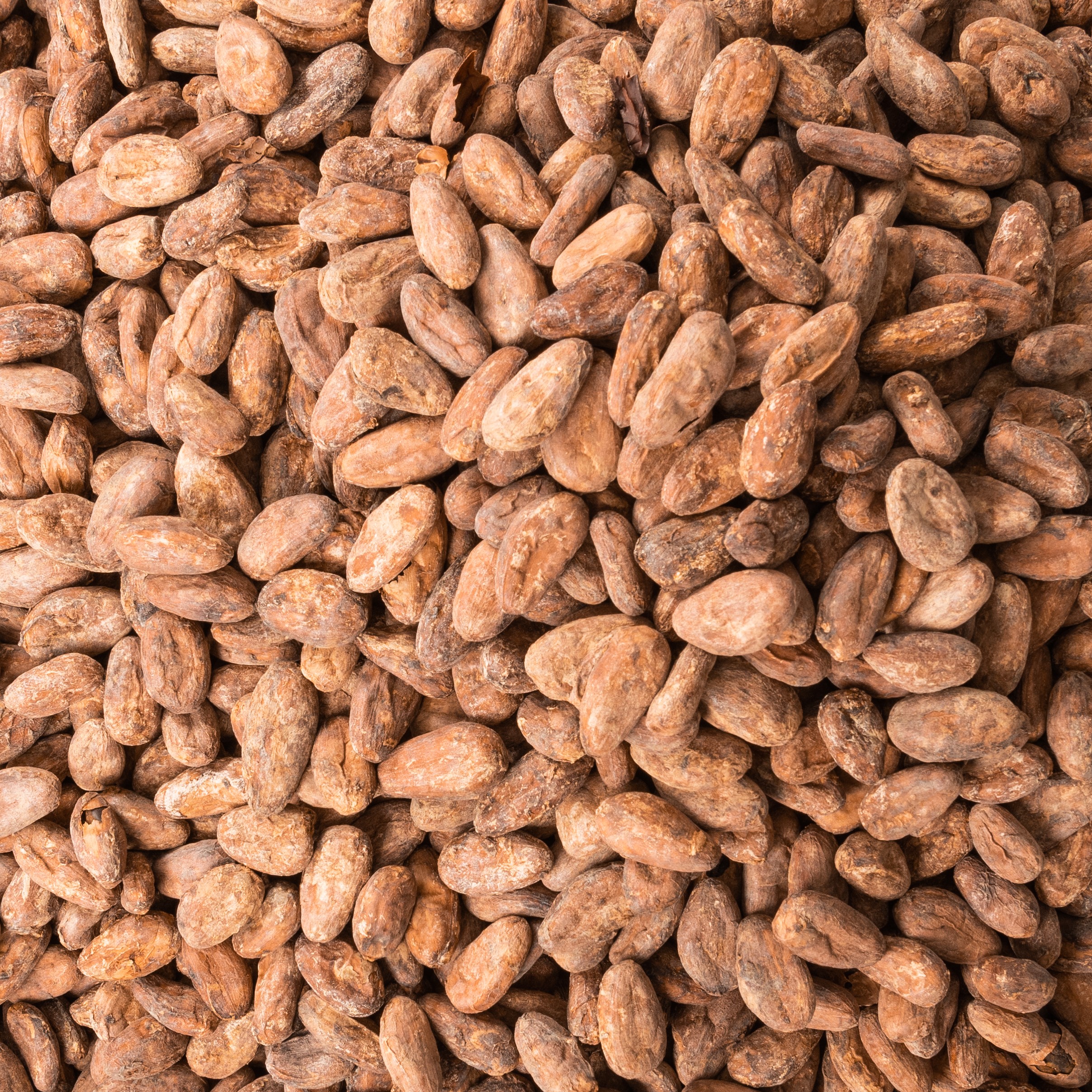 Fèves de cacao non torréfiées